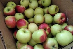 В Тамбовской области собрали 10 тысяч тонн яблок
