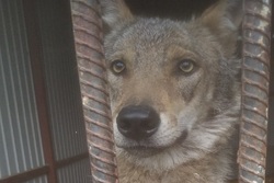 Тамбовские зоозащитники приютили волка