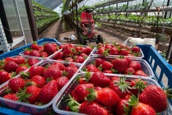 В Тамбовской области начали собирать ягодные культуры