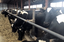 Тамбовские аграрии обсудили автоматизацию молочных ферм на базе АО «Голицино»