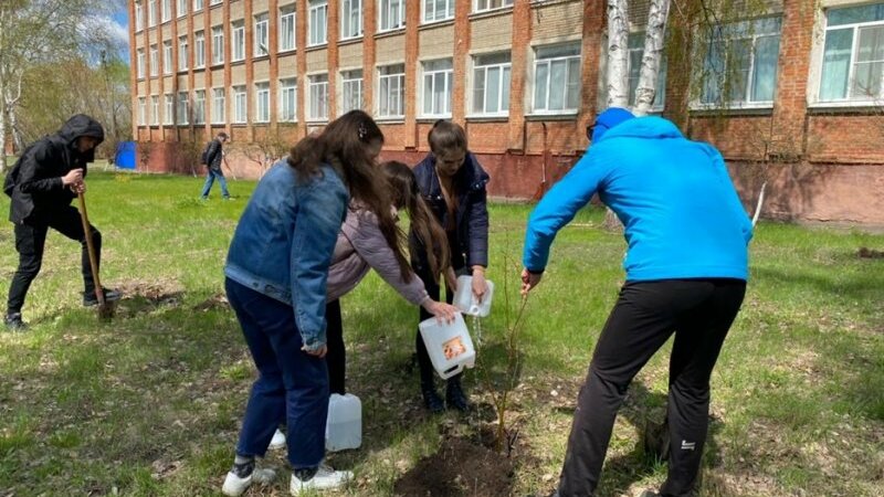 Школьники посадили 4 ряда по 7 елей. Липа у школы Зои Космодемьянской. Посадка школьников. Липы у школы Зои и Александра. Школа интернат на Зои Космодемьянской г.Салехард.
