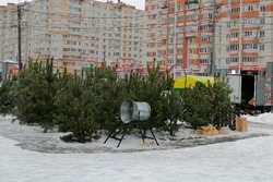 В Тамбове утвердили 23 места для проведения новогодних ёлочных базаров