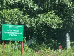 В Горельском лесхозе убило деревом 37-летнего рабочего