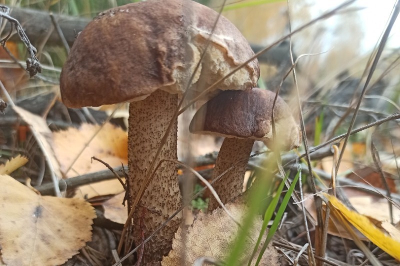 Десять опасных мифов о грибах