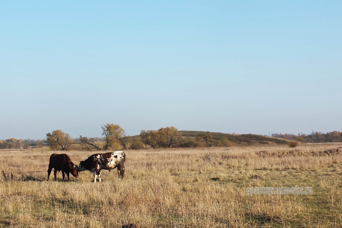 Лысый курган