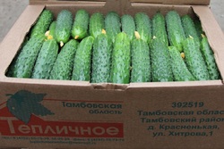 Урожай овощей в тамбовском АО «Тепличное» в этом году превысил прошлогодние показатели