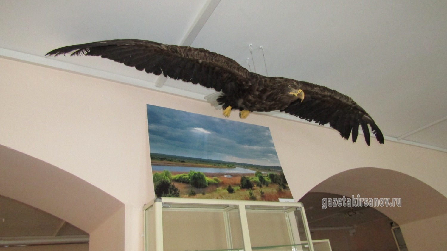 В кирсановском краеведческом музее появился краснокнижный экспонат – чучело орлана-белохвоста