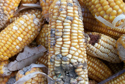 Небезопасная кукуруза была изъята в Тамбовской области