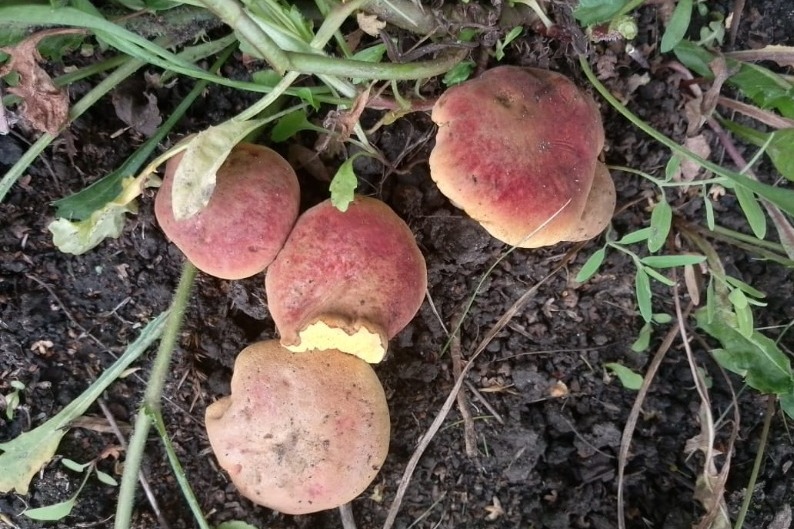 Какие грибы собирать 