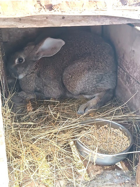 Кролик в клетке
