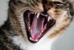 В Мучкапском округе выявлено бешенство у кошки