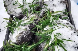 В агрохозяйствах Тамбовской области проверили сохранность озимых культур