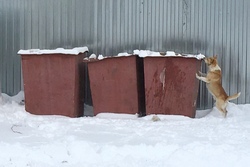 Жителям Петровского района пересчитают плату за несвоевременный вывоз мусора