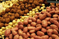 Тамбовские учёные и аграрии продолжают работать над производством элитного семенного картофеля