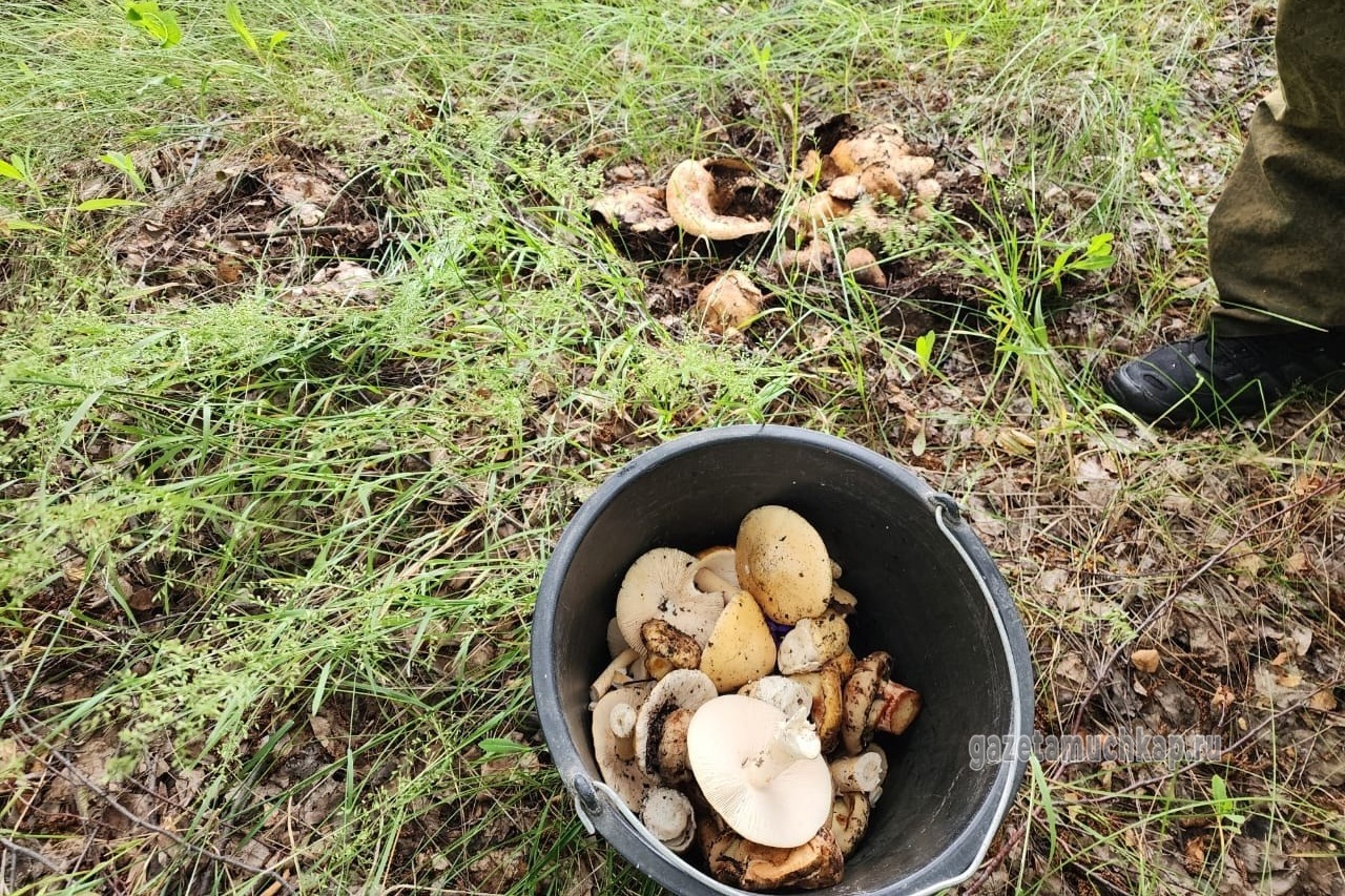 На тихую охоту вышли мучкапцы