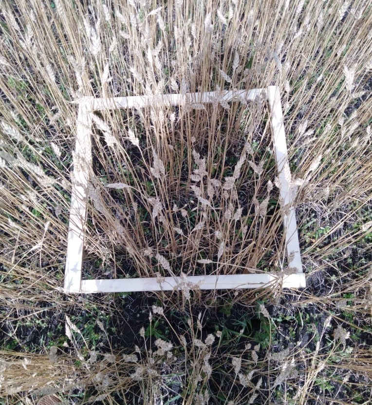 Пшеница, не участвующая в эксперименте