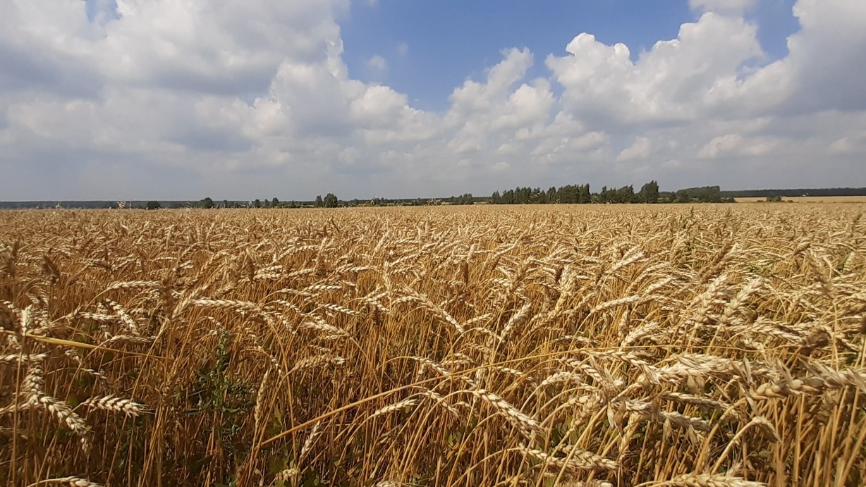 Пшеница на поле ООО «Бондарское» готова к уборке.