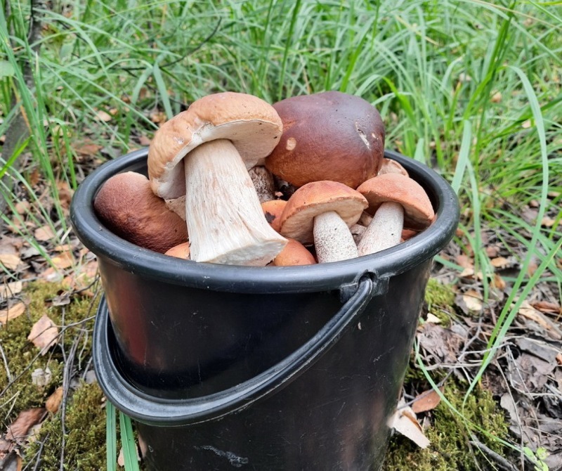 Снимками рекордного урожая грибов первомайцы делятся в соцсетях 