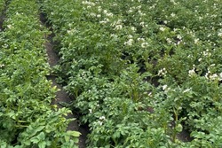 В Тамбовской области собирают урожай ранних сортов картофеля