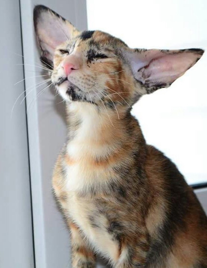 Маска страшно красива