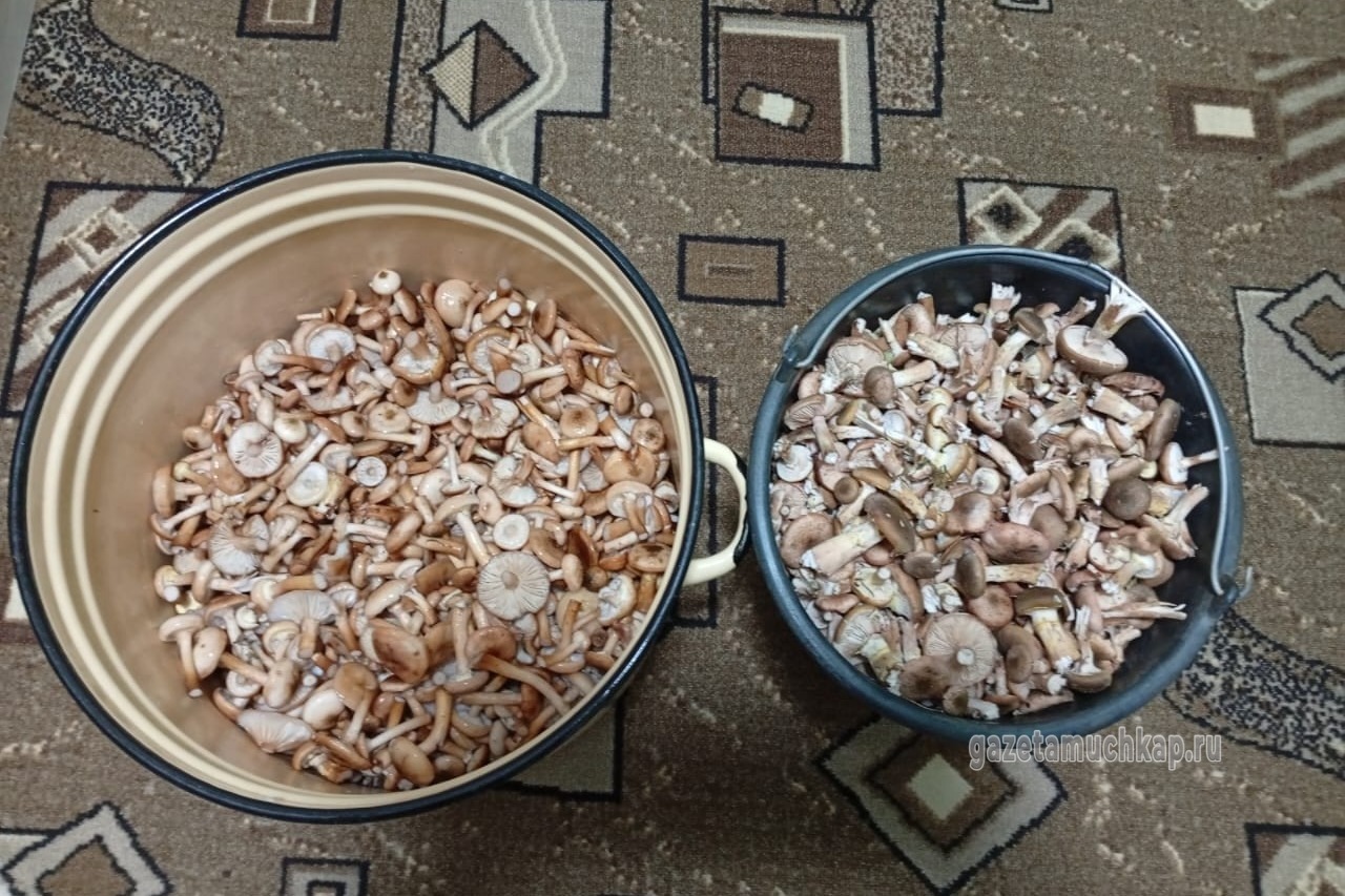 Жители Мучкапского округа собирают осенние опята даже в парках 