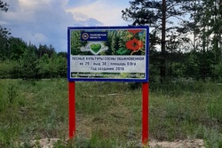 Возле трасс в Тамбовской области установили стенды с информацией о деревьях