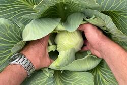 В этом году в Тамбовской области планируют собрать 25 тысяч тонн овощей открытого грунта