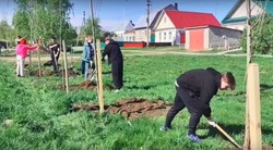 В Покрово-Пригородном взамен вырубленных деревьев высадили 100 тополей