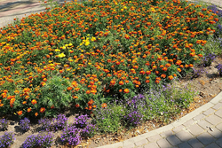 Сальвии, виолы, бархатцы: в этом году в Тамбове высадят 1 млн. цветов