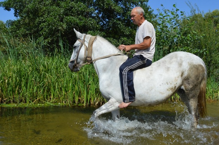 Зачем коням подковы. Почему лошадь. Почему на коне. Почему на коне. Потому лошадь.