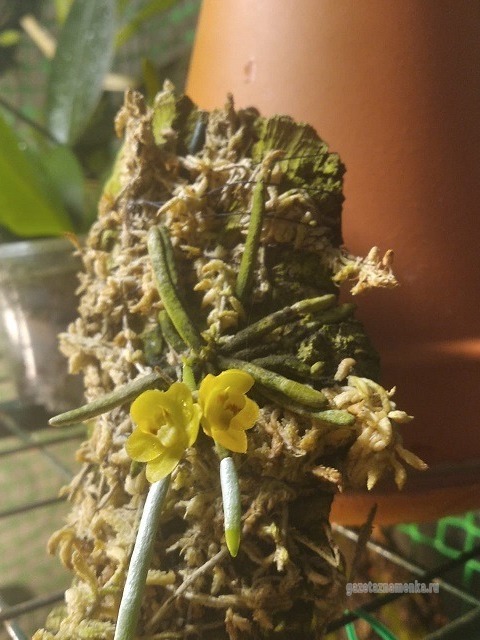 Безлистная орхидея Chiloschista parichii