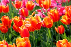 В Тамбове весной распустятся более 100 тысяч тюльпанов