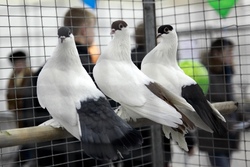Праздник пернатых: в Первомайском районе впервые проведут фестиваль «Птица на ладони»