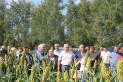 Тамбовские аграрии начали выращивать новую для региона культуру – сахарное сорго