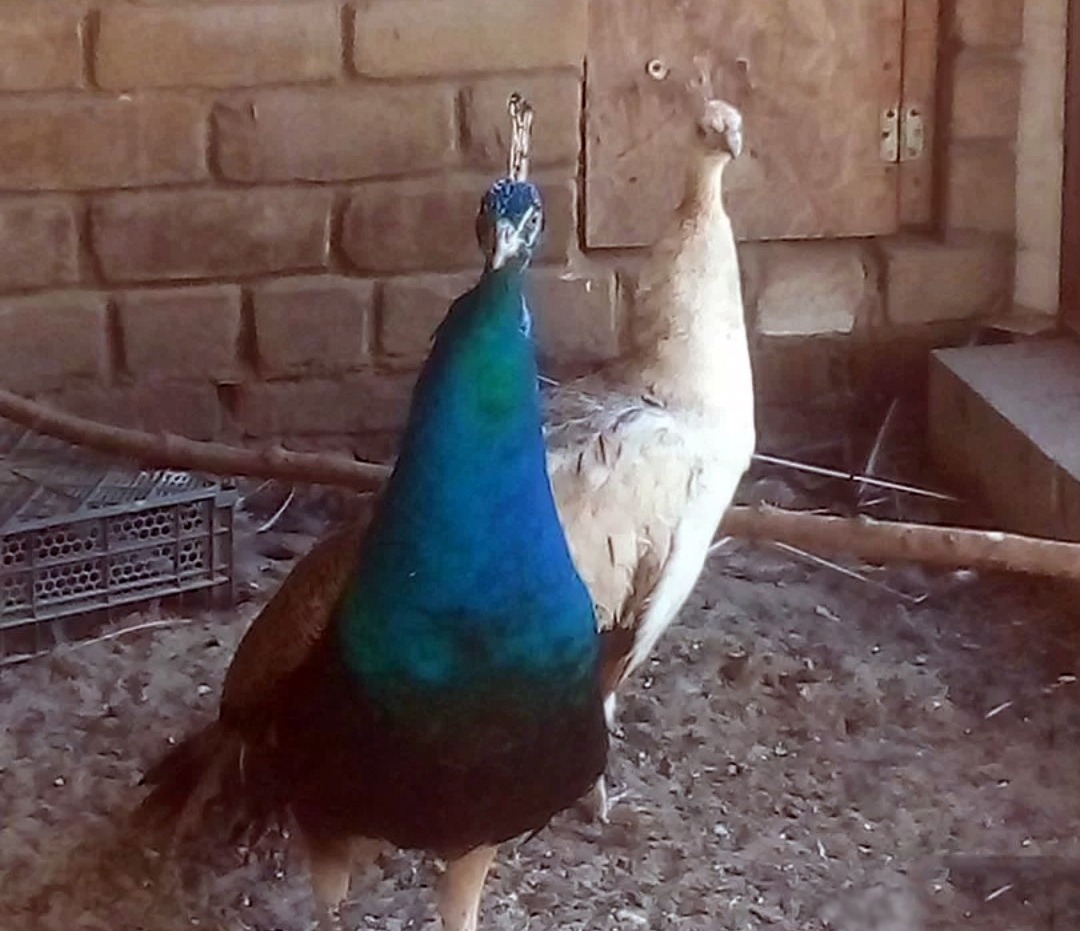 Птицы знают чужих и своих