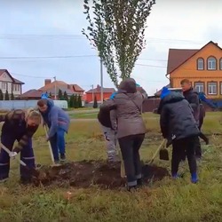 На севере Тамбова высадили 46 пирамидальных тополей