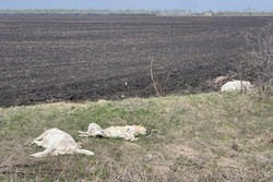 На западе Тамбова вновь обнаружили убитых собак