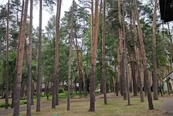 Московские пенсионеры, отдыхающие в кардиологическом санатории в Пригородном лесу, предотвратили лесной пожар