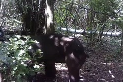 Тамбовские охотоведы сняли видео с трущимся о «чесальное дерево» кабаном