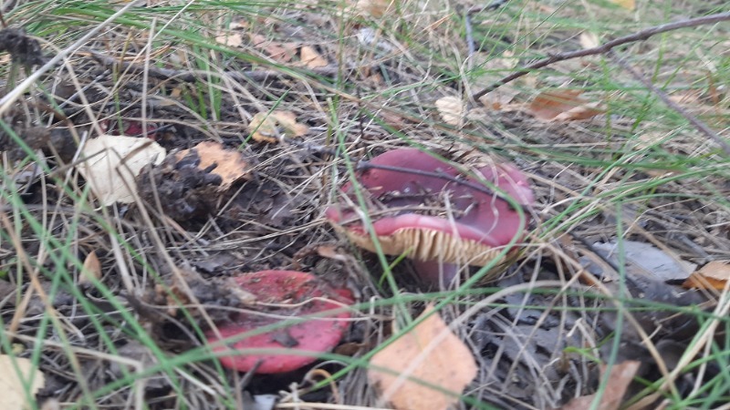 Жители Ржаксинского округа собирают богатый урожай грибов