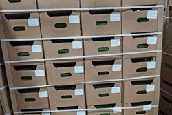 Тамбовская область впервые отправила на экспорт в Польшу 18 тонн огурцов