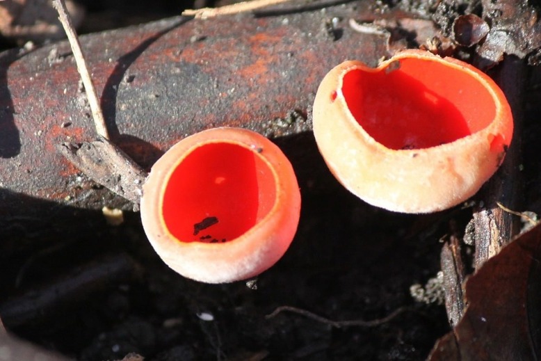 В Тамбовской области нашли редкие грибы «бабушкины ушки»