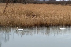 Лебединая семья из Рассказовского округа улетела на зимовку 