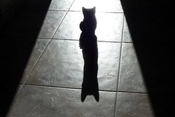 В Тамбове обнаружили бешенство у домашнего котёнка