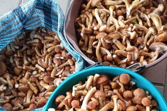 Грибники из села Петровское делятся богатым урожаем опят