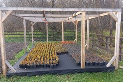 В Моршанском лесхозе готовят к зимовке 3 тысячи саженцев с закрытой корневой системе