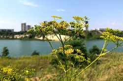 В Тамбовской области более 4,5 тысячи человек пострадали от клещей