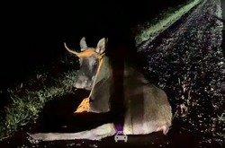 В Знаменском округе лось получил переломы ног в результате ДТП (видео)