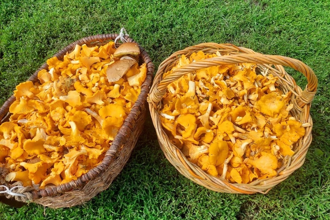 «Лисий» натюрморт