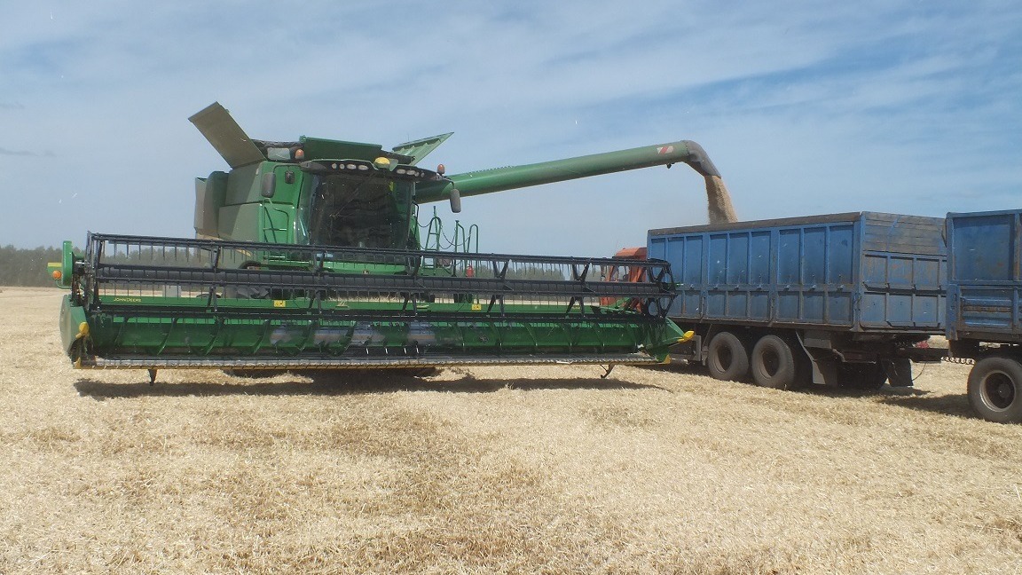 Обмолоченное зерно  отправляется на зерноток